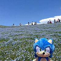 茨城県「ひたち海浜公園」